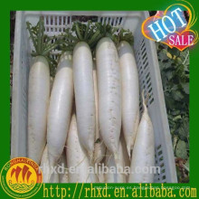 (CALIENTE) Nabo blanco orgánico fresco del rábano fresco / chino